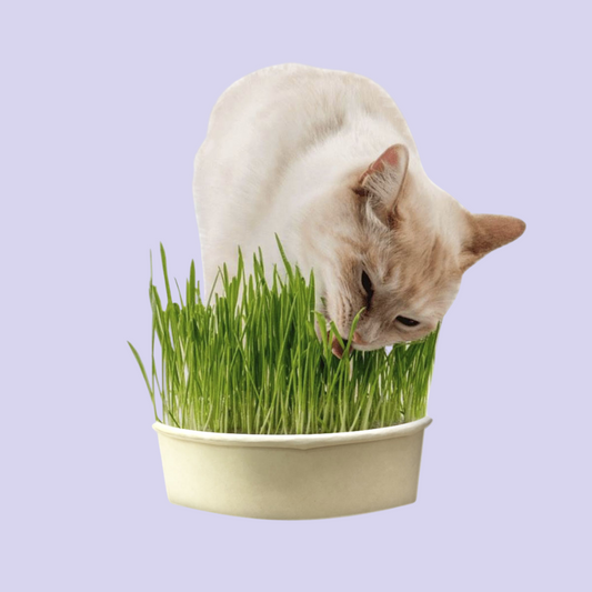 Hierba Comestible Para Gatos